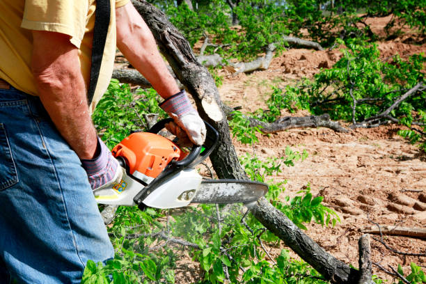 Best Tree Stump Removal  in Wilson, NC